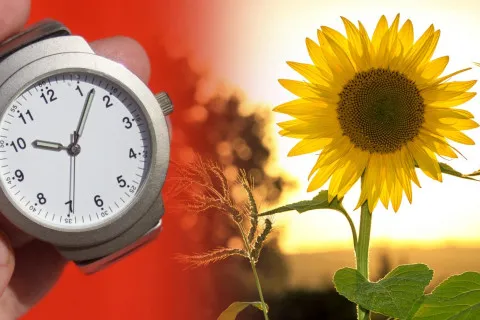Переведення годинників на літній час: лікар пояснив, як легше адаптуватися до нового режиму