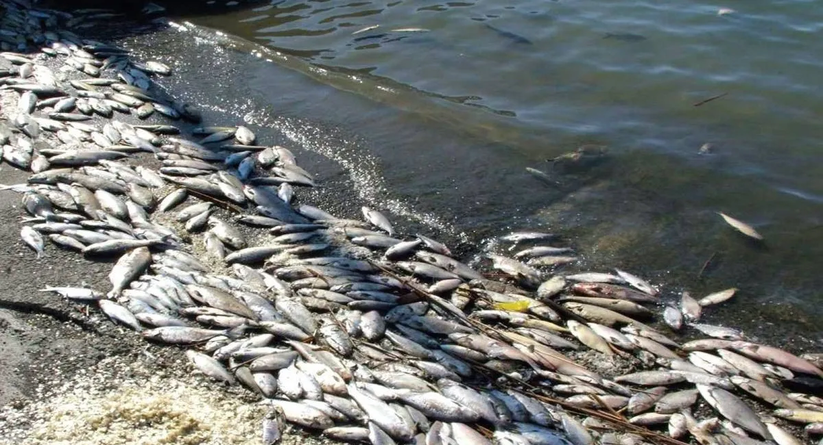 Учёные прогнозируют большое вымирание рыбы во всех пресноводных водоёмах планеты - today.ua
