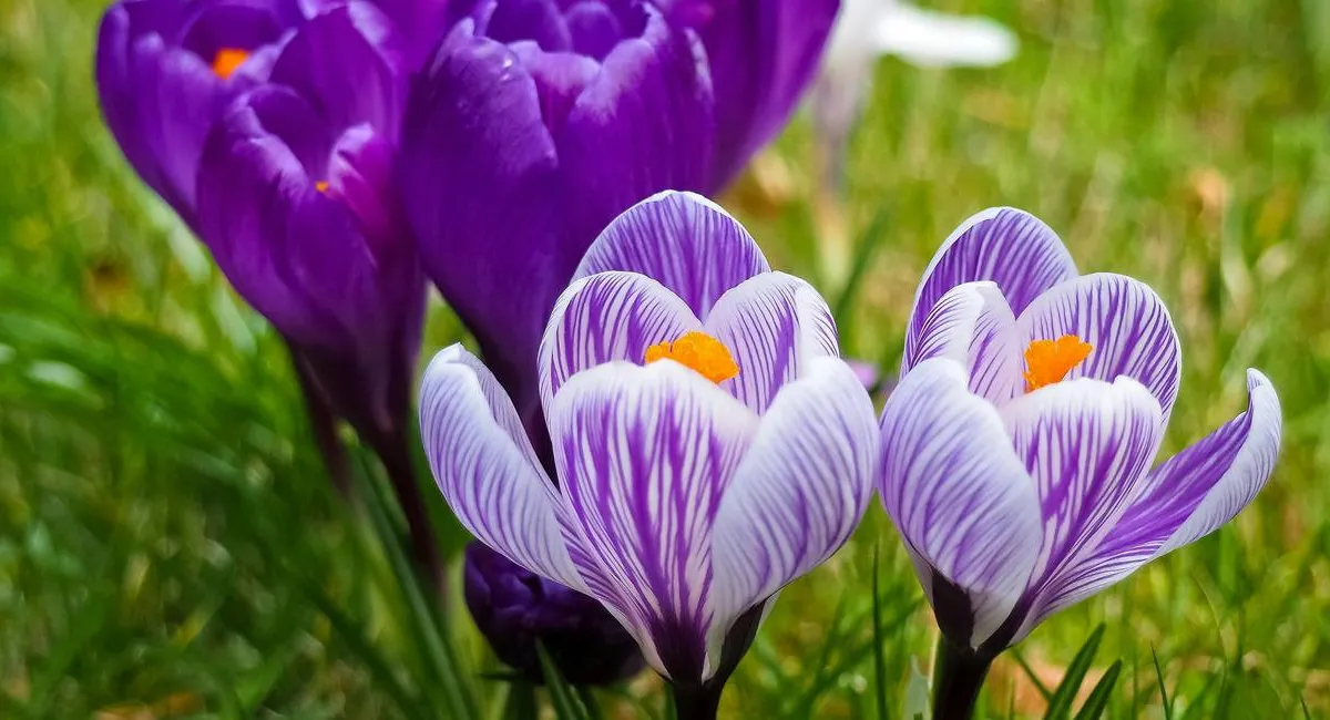 Воздух прогреется до +20: синоптики назвали регионы, где ощутимо потеплеет в начале весны - today.ua