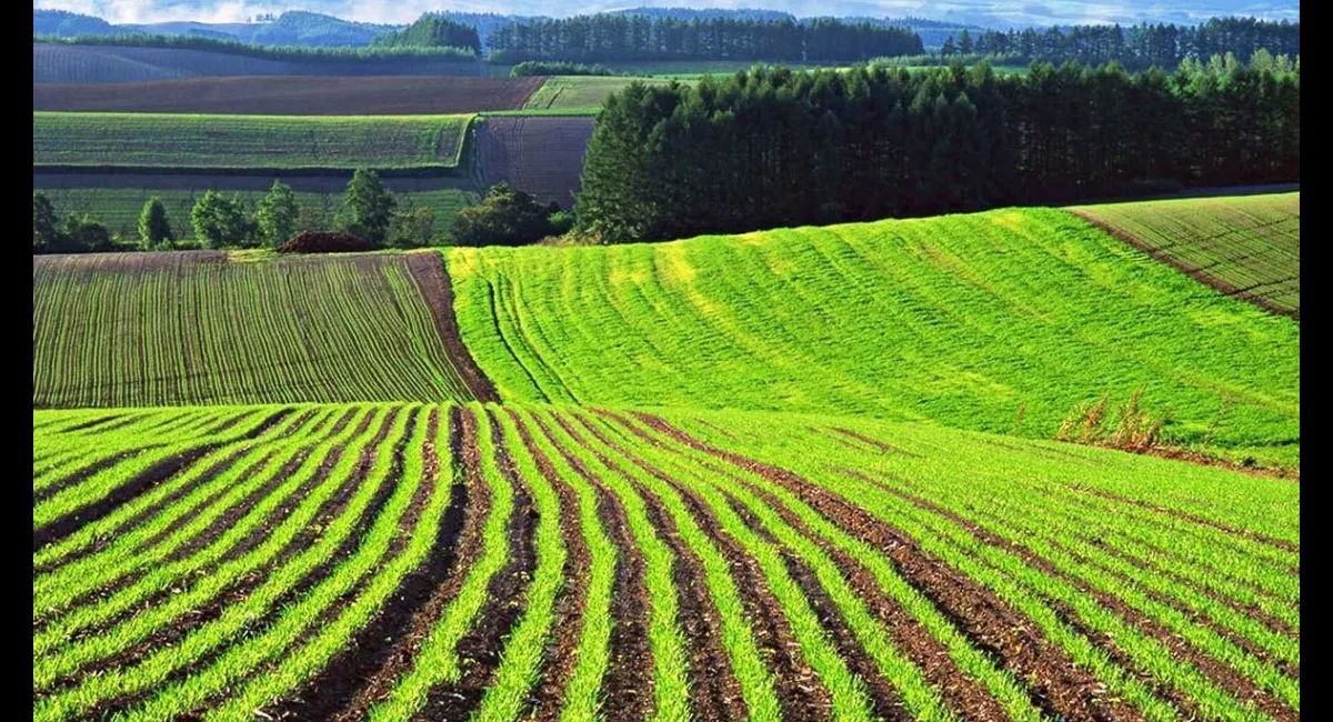 Ціна гектара землі в Україні перевищила тисячу доларів, але насправді її продають значно дорожче - today.ua