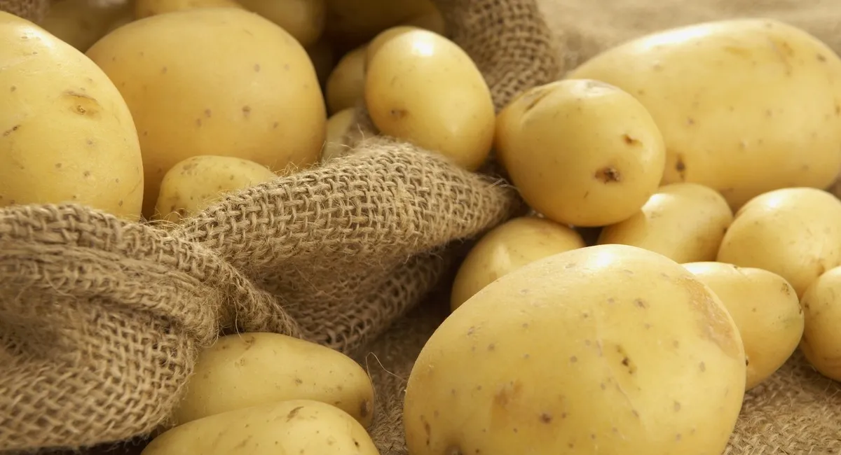Українцям варто зробити запас картоплі: її запаси у сховищах стрімко скорочуються - today.ua