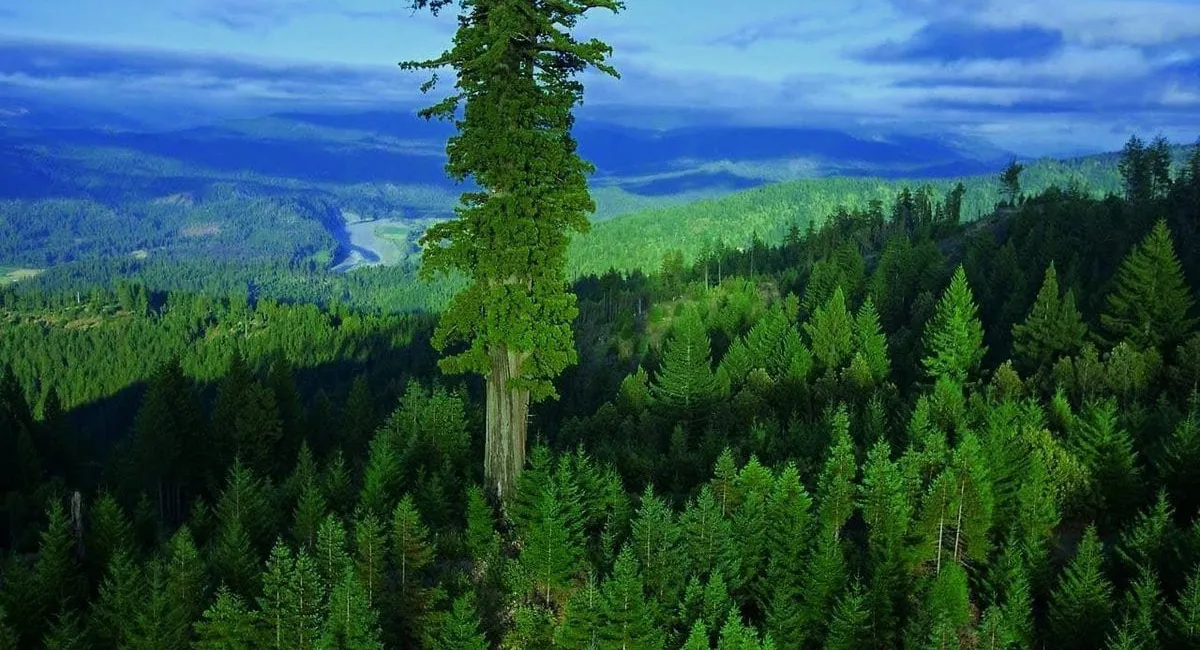 В Калифорнии закрыли доступ к самому высокому дереву в мире: какие тайны может скрывать гигантское растение (Фото) - today.ua