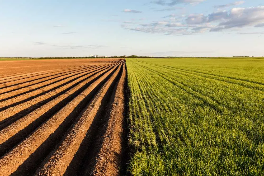В Україні суттєво зросли ціни на землю: стало відомо, де цей ресурс найдорожчий В Україні суттєво зросли ціни на землю: стало відомо, де цей ресурс найдорожчий - today.ua