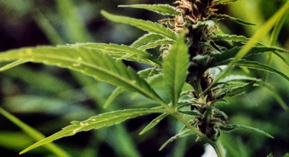 Українцям пропонують долучатись до вирощування конопель: Мінагрополітики запускає електронний сервіс - today.ua