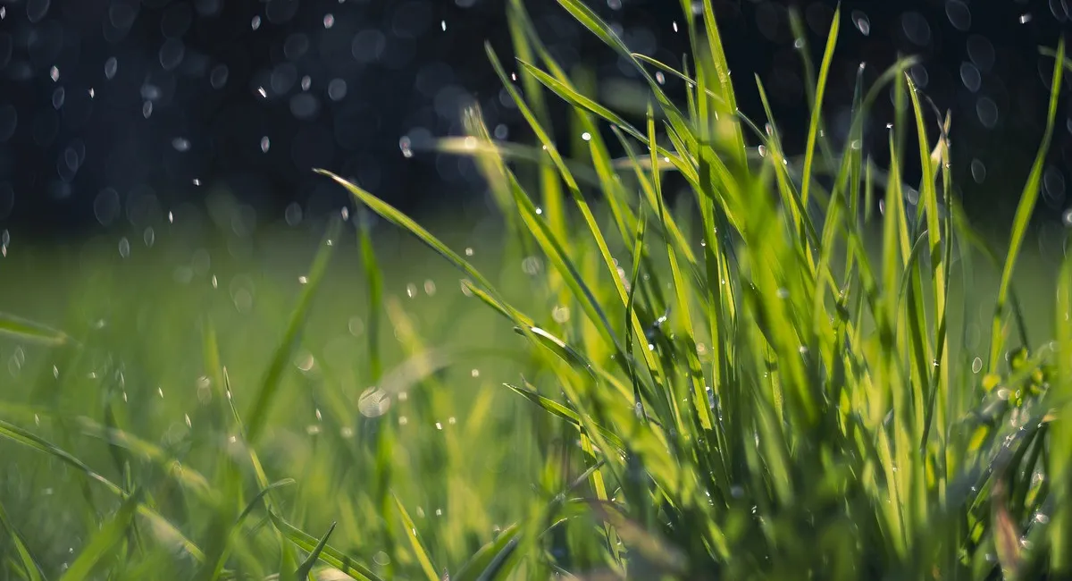 На вихідних українців чекає тепла погода, але в деяких регіонах пройдуть дощі: прогноз синоптика - today.ua