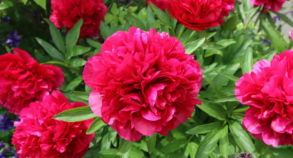 Удобрение для пионов своими руками: чем полить растения весной для пышного цветения - today.ua