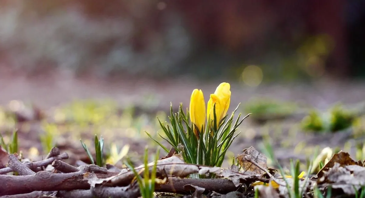 Потепление до +20, а затем резкое похолодание: синоптик сообщила о перепадах температуры - today.ua