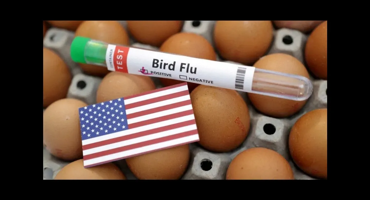 США остались без яиц, а в Европе не хватает несушек - today.ua