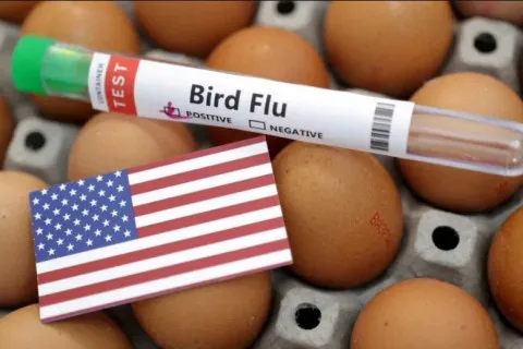 США остались без яиц, а в Европе не хватает несушек