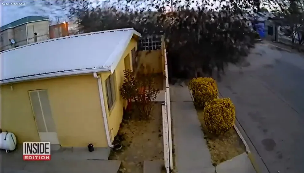 В Мексике сотни птиц одновременно упали на землю и погибли: такую сцену предсказали еще 22 года назад в фильме Земное ядро  - today.ua