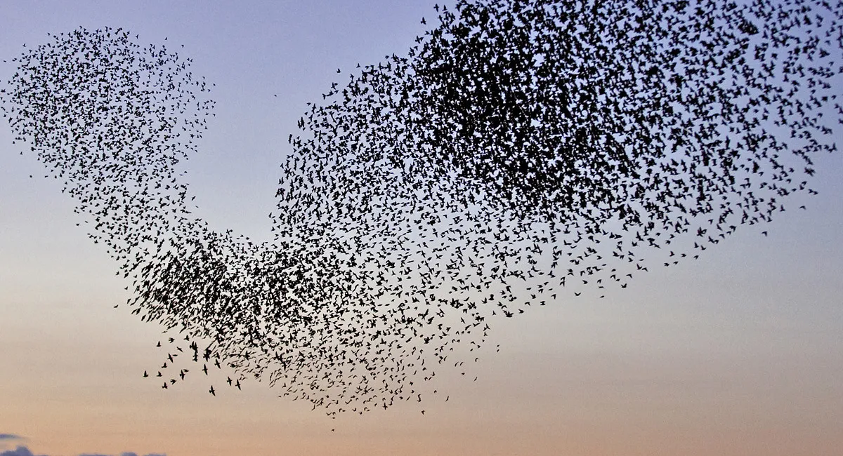 В Мексике сотни птиц одновременно упали на землю и погибли: такую сцену предсказали еще 22 года назад в фильме Земное ядро  - today.ua