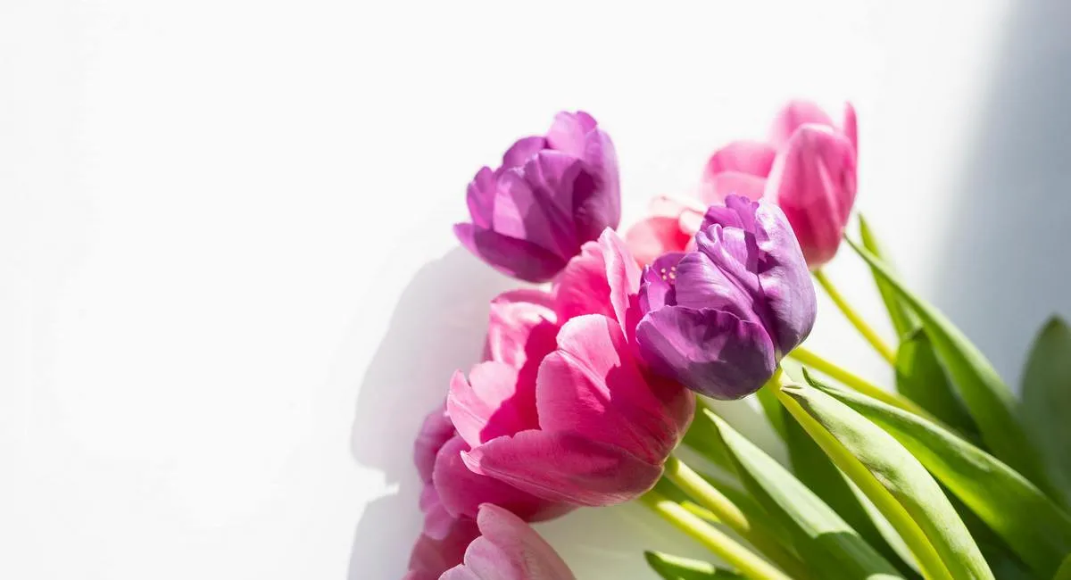 Выберите один тюльпан и получите предсказание на март: быстрый тест на будущее - today.ua