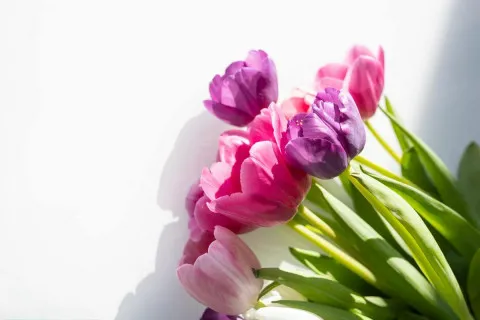 Выберите один тюльпан и получите предсказание на март: быстрый тест на будущее