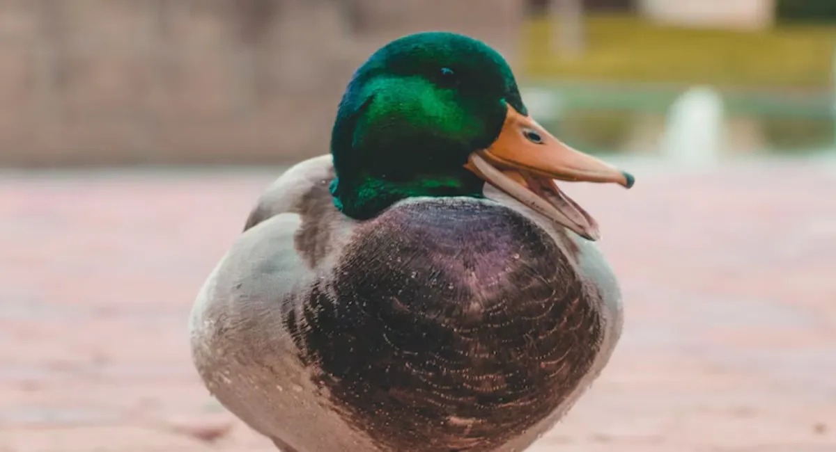 В Китае мужчина нашел золотые крупицы в желудке утки: как это объяснили специалисты - today.ua