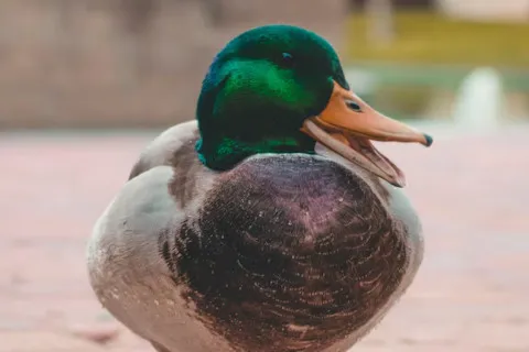 У Китаї чоловік знайшов золоті крупинки у шлунку качки: як це пояснили фахівці