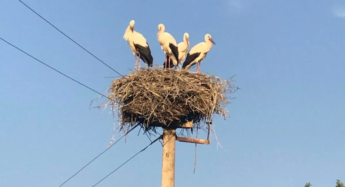 Аисты возвращаются домой в Украину: невероятное весеннее путешествие в тысячи километров - today.ua