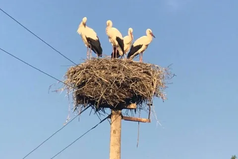 Аисты возвращаются домой в Украину: невероятное весеннее путешествие в тысячи километров