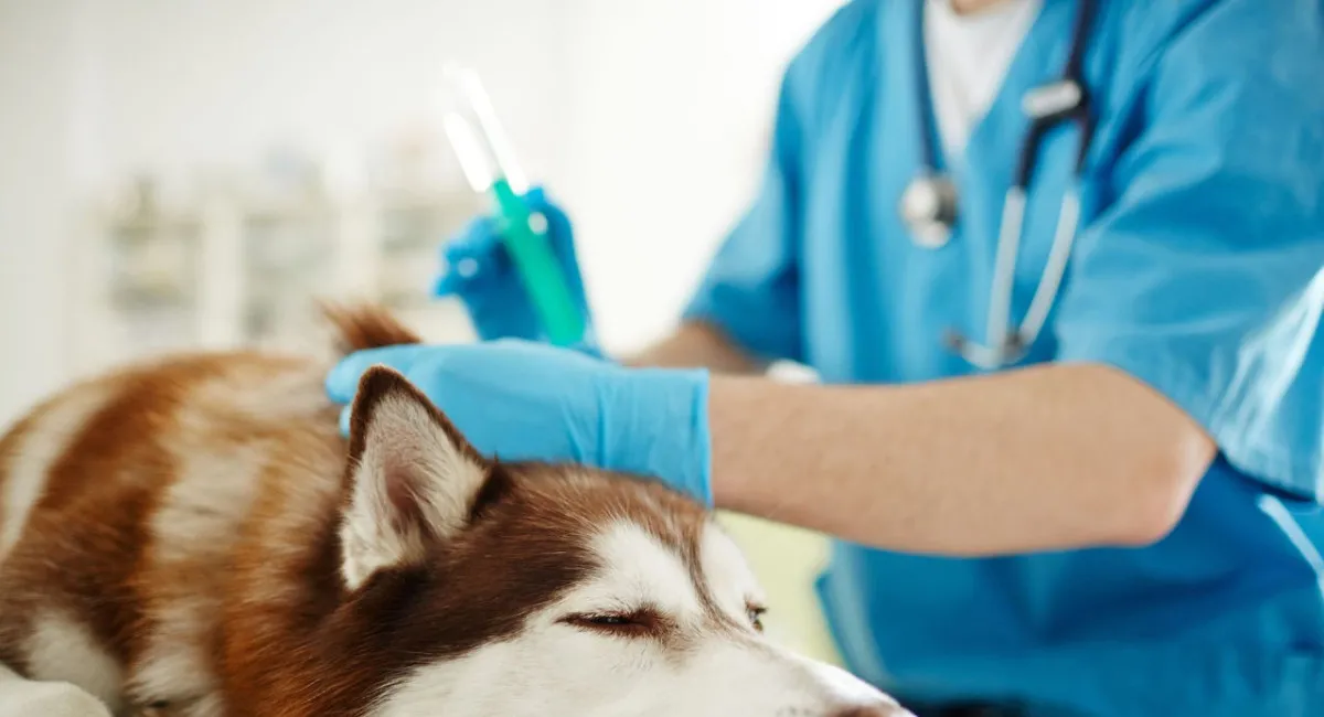 Нелюди: жители Дубая массово отдают своих домашних животных на эвтаназию - today.ua