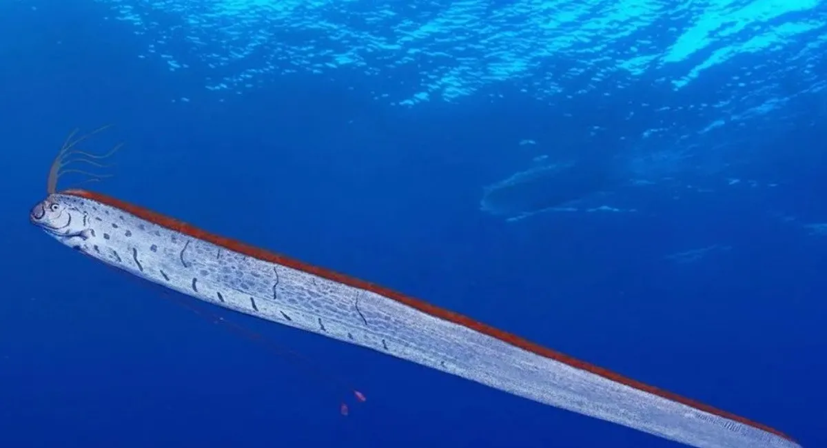 На пляже в Мексике появились рыбы судного дня: видео стало вирусным - today.ua