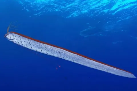 На пляжі в Мексиці з’явилися "риби судного дня": відео стало вірусним