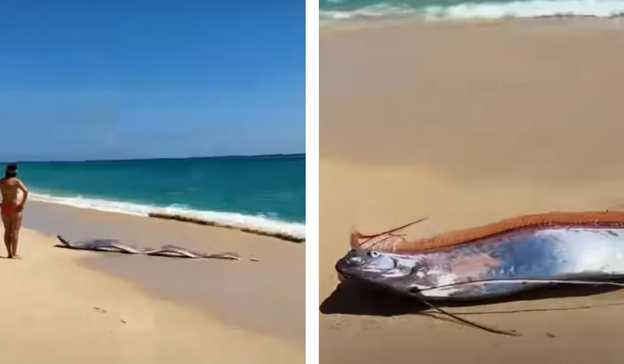 На пляже в Мексике появились рыбы судного дня: видео стало вирусным - today.ua