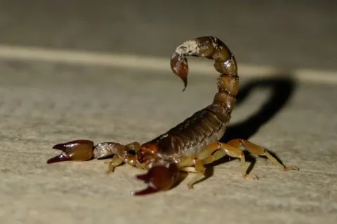 Замовлення з Китаю налякало італійця: у коробці був живий скорпіон