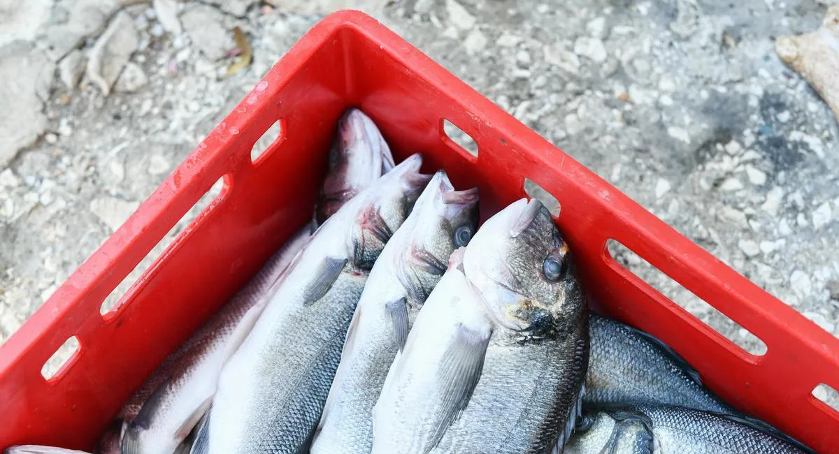 Найшкідливіша та найкорисніша риба: дієтологиня пояснила, як не помилитися при виборі - today.ua