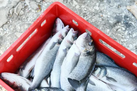 Найшкідливіша та найкорисніша риба: дієтологиня пояснила, як не помилитися при виборі