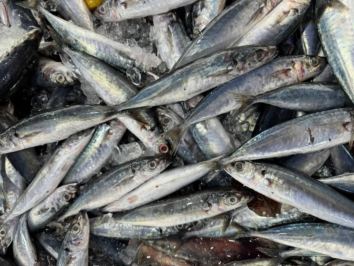 Найшкідливіша та найкорисніша риба: дієтологиня пояснила, як не помилитися при виборі - today.ua