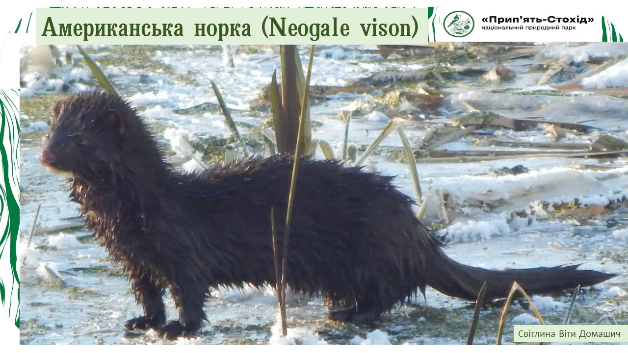 Нахабний новосел біля Стоходу: американська норка освоює Волинь - today.ua