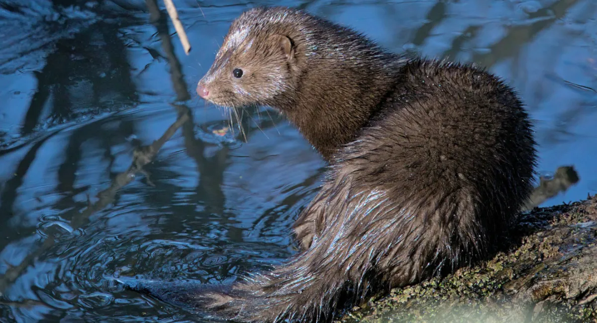 Нахабний новосел біля Стоходу: американська норка освоює Волинь - today.ua