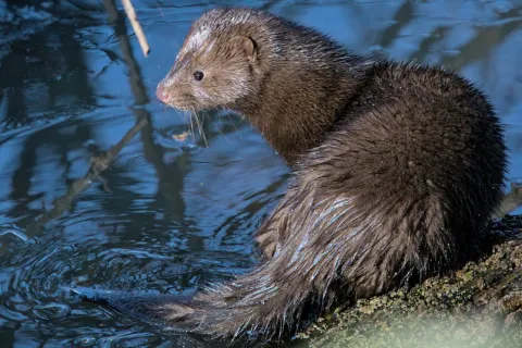 Нахабний новосел біля Стоходу: американська норка освоює Волинь