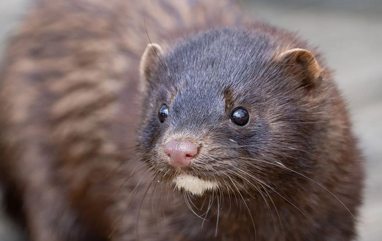 Нахабний новосел біля Стоходу: американська норка освоює Волинь - today.ua