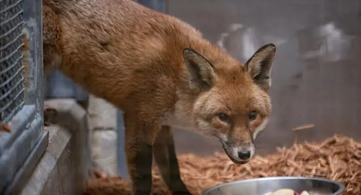 Лис-путешественник: рыжий пассажир случайно переплыл Атлантику на грузовом корабле - today.ua