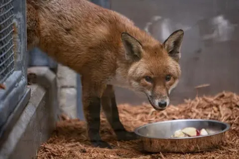 Лис-путешественник: рыжий пассажир случайно переплыл Атлантику на грузовом корабле