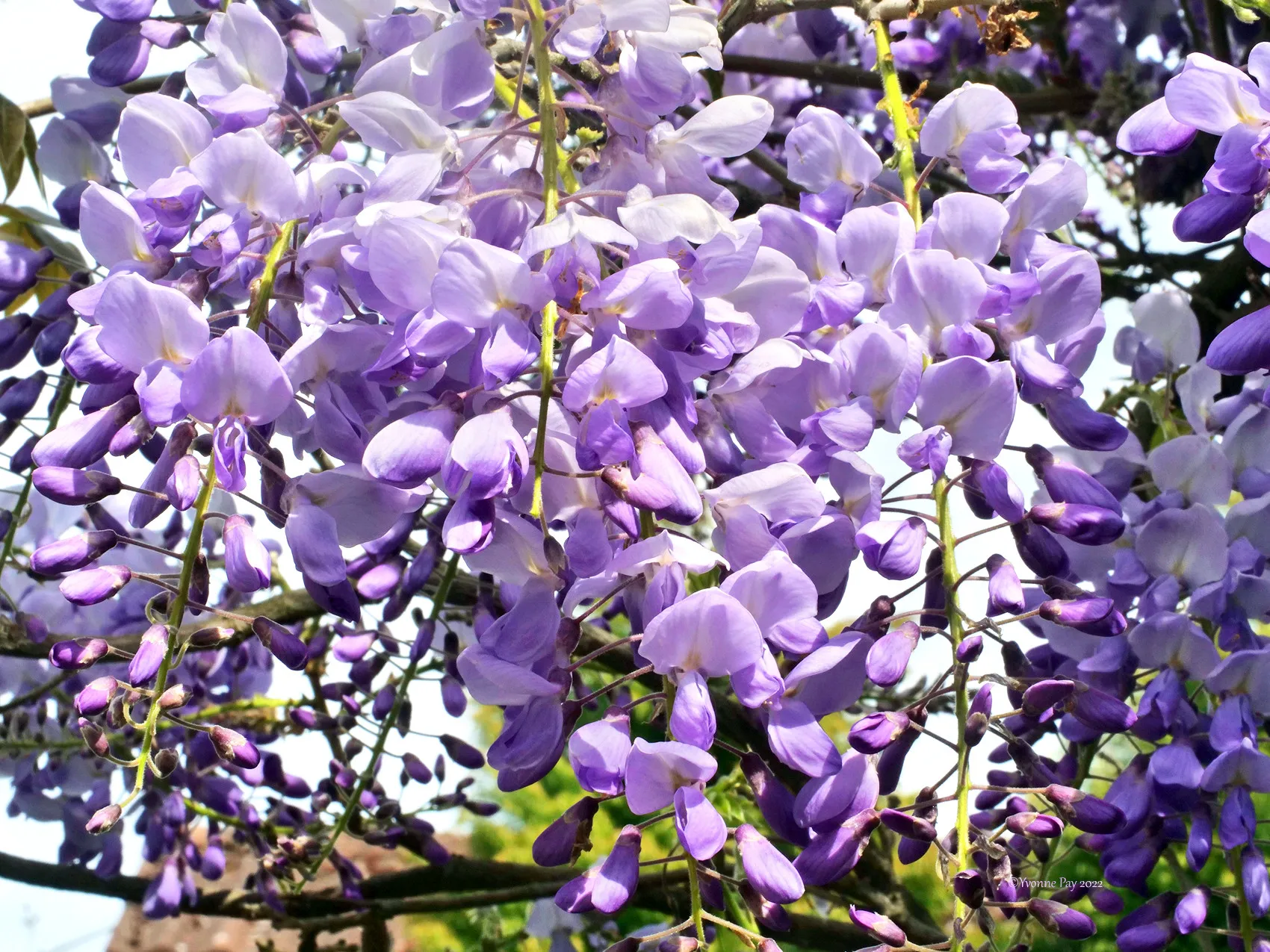 Пока не поздно: какие растения в саду нужно обрезать уже сейчас в марте - today.ua