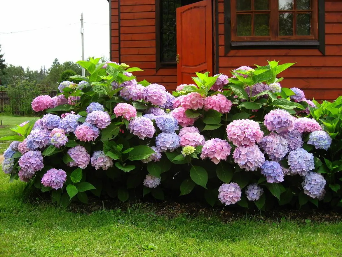Пока не поздно: какие растения в саду нужно обрезать уже сейчас в марте - today.ua