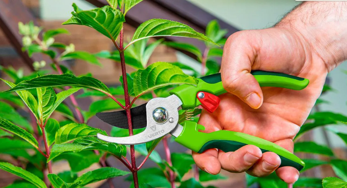 Пока не поздно: какие растения в саду нужно обрезать уже сейчас в марте - today.ua