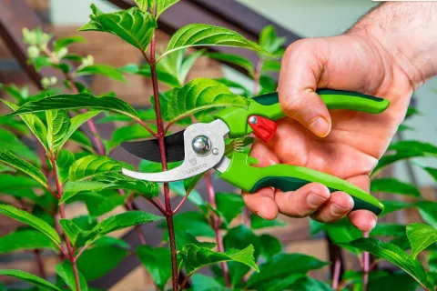 Пока не поздно: какие растения в саду нужно обрезать уже сейчас в марте