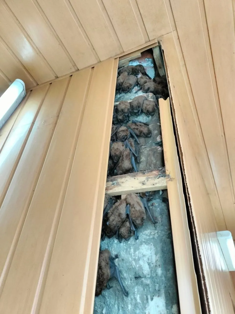 Несподівані сусіди: у Харкові під обшивкою балкону зимували 900 червонокнижних кажанів (фото, відео) - today.ua