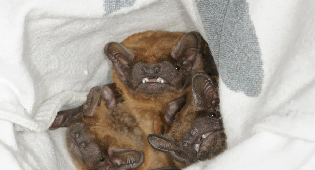 Несподівані сусіди: у Харкові під обшивкою балкону зимували 900 червонокнижних кажанів (фото, відео) - today.ua