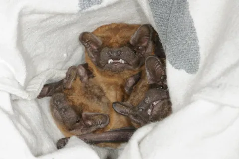 Неожиданные соседи: в Харькове под обшивкой балкона зимовали 900 краснокнижных летучих мышей (фото, видео)