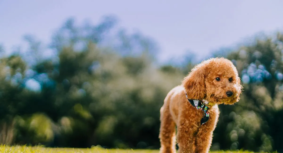 Меньше шерсти в доме: названы породы собак, которые практически не линяют - today.ua