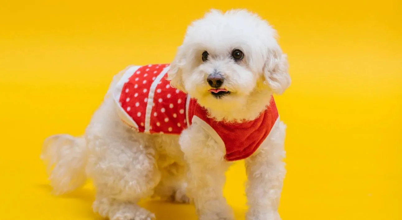 Меньше шерсти в доме: названы породы собак, которые практически не линяют - today.ua