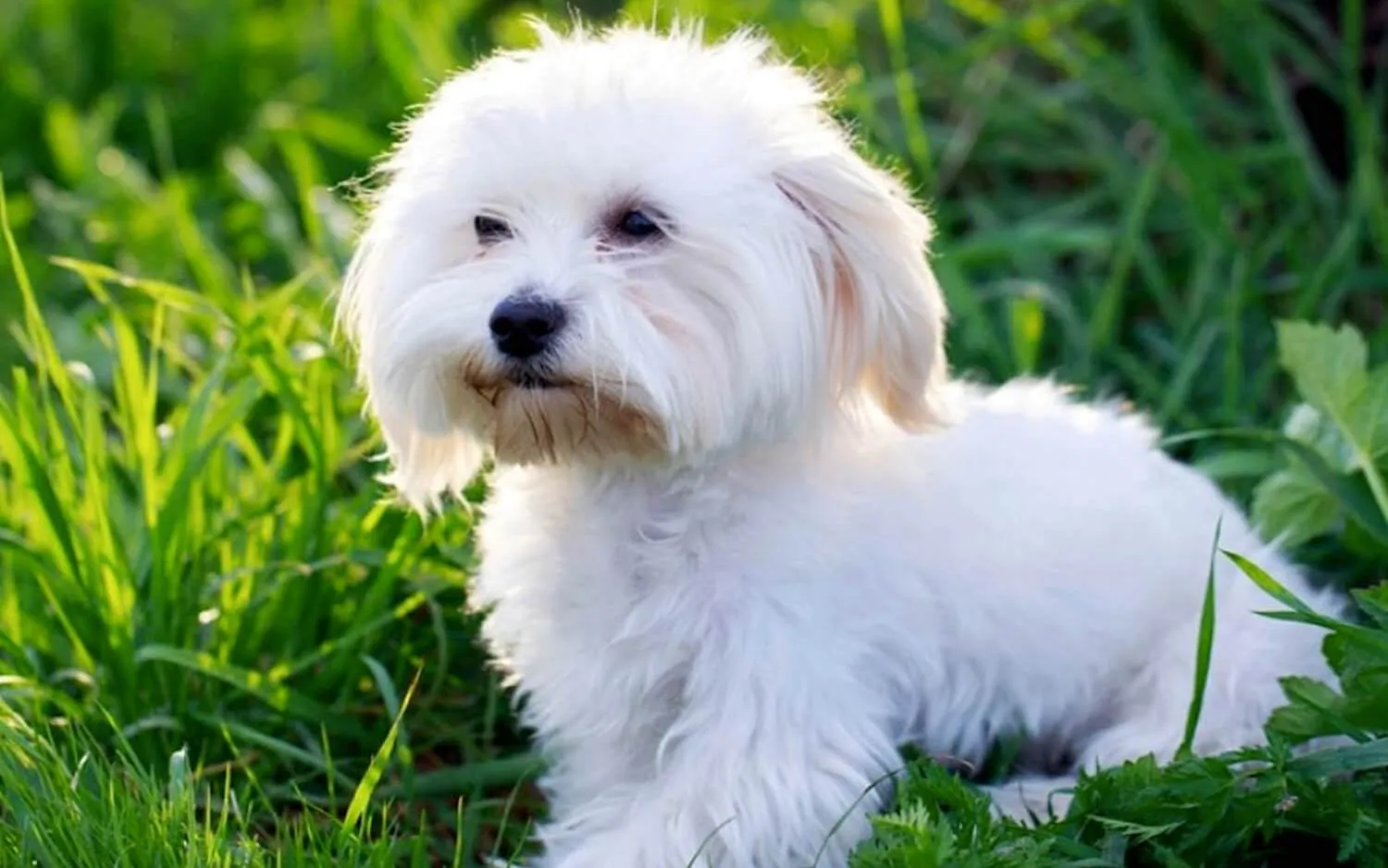 Меньше шерсти в доме: названы породы собак, которые практически не линяют - today.ua