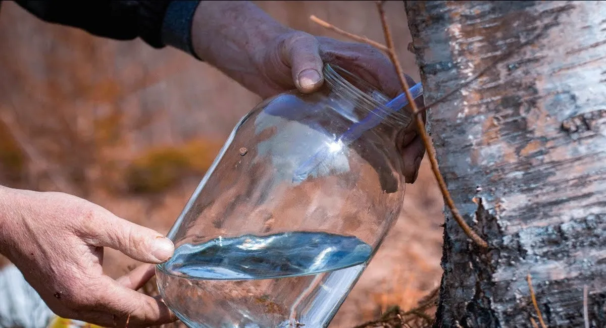 Сезон березових сліз: кому з українців за пляшку соку  загрожують солідні штрафи - today.ua