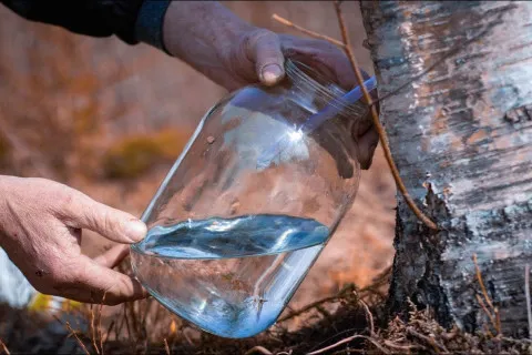 Сезон "березовых слёз": кому из украинцев за бутылку сока грозят солидные штрафы