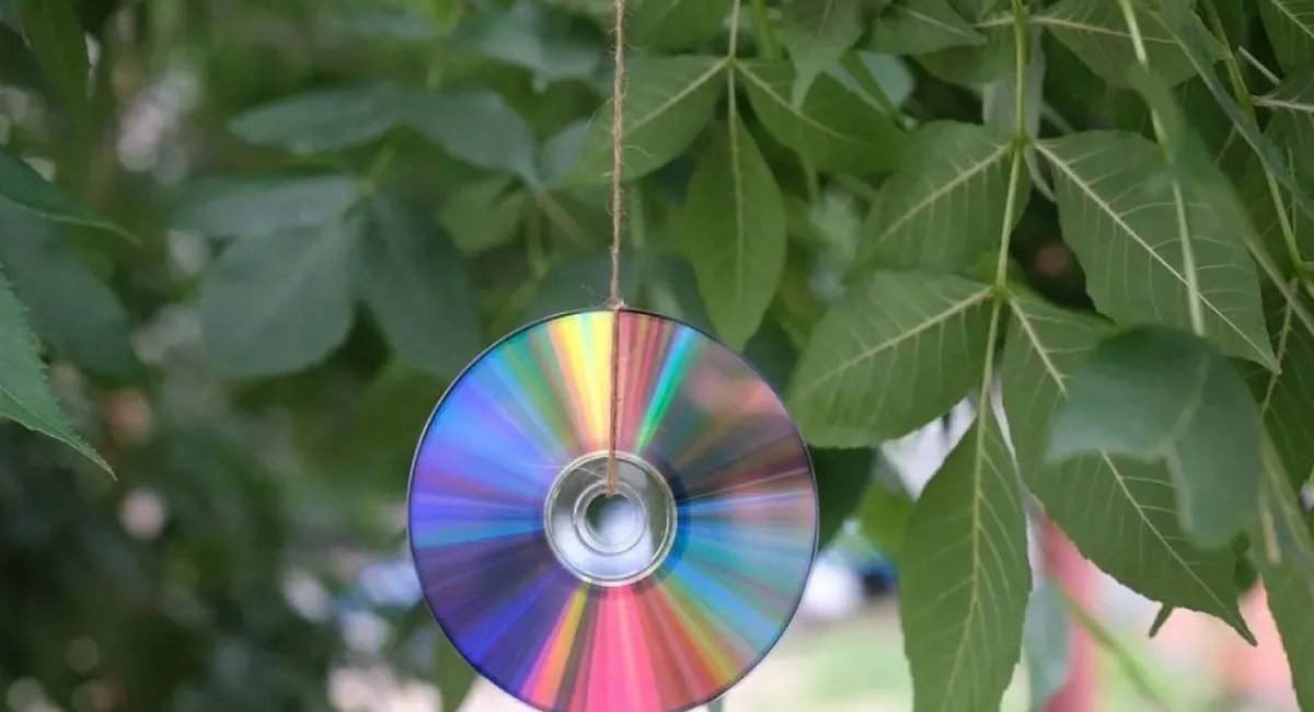 Садоводам посоветовали не выбрасывать старые CD: один простой трюк может спасти клумбы - today.ua