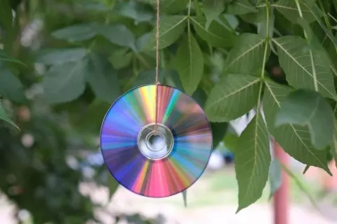 Садоводам посоветовали не выбрасывать старые CD: один простой трюк может спасти клумбы
