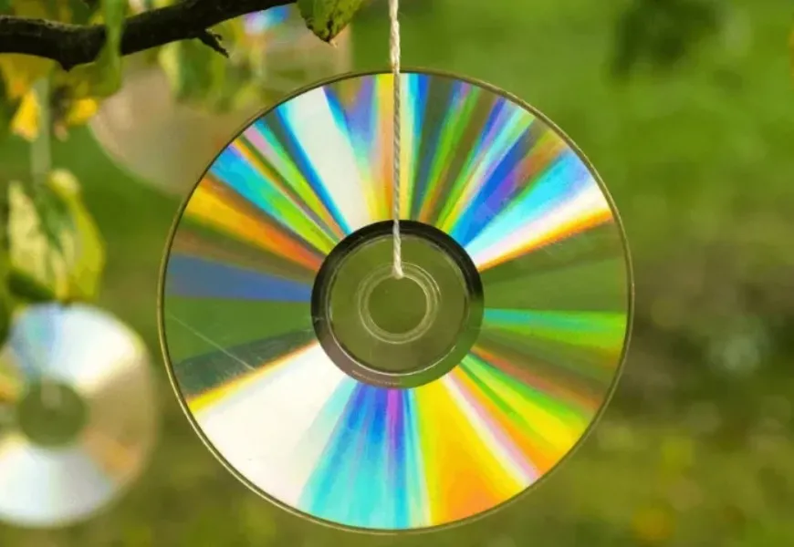 Садоводам посоветовали не выбрасывать старые CD: один простой трюк может спасти клумбы - today.ua